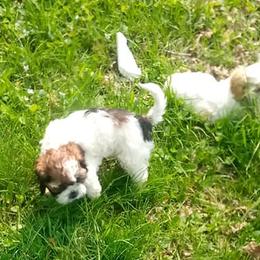 Cocker Spaniels from Kathy's Cocker Spaniels