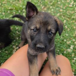Merida - Sable female German Shepherd puppy in Winston Salem, North Carolina from Samtastic Shepherds