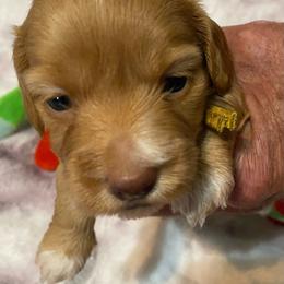 Buffy soft wire hair - Red female Dachshund puppy in Elizabethtown, Kentucky from Teeny Tiny Puppy Tails