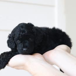 Black Female - Black female Poodle puppy in Jacksonville, Florida from Lolo’s Aussiedoodle