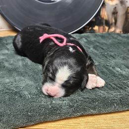 Jazz - Bernedoodle puppy from Sukisdoodles