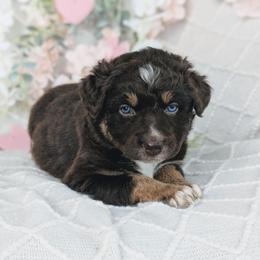Boy 1 Red - Red tri-color male Australian Shepherd puppy in Yakima, Washington from Naches Heights Ranch