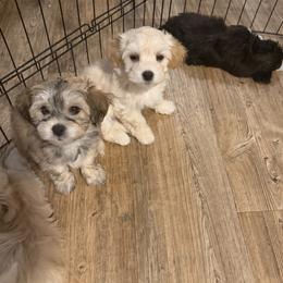 Willow - Gold sable female Havanese puppy in Falkville, Alabama from Nanas Havanese