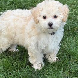Boy 1 - Cream male Maltipoo puppy in Nampa, Idaho from Dawn's Maltipoos