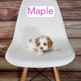 Maple - Red female Cavapoo puppy in Calhoun, Georgia from Happy Top Doodles