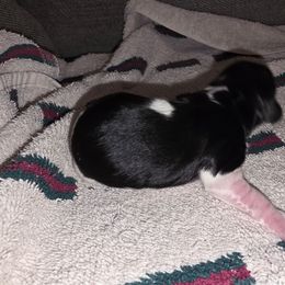 Girl 2 - Piebald female Dachshund puppy in De Beque, Colorado from ITSAR Ranch