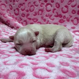 AKC Marble - White female Siberian Husky puppy in Centreville, Maryland from Huskies By the Bay