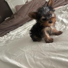 Sheila - Black and gold female Yorkshire Terrier puppy in Pomona, California from Lunio's Yorkies