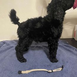 White Collar - K.K. Slider - Black Poodle puppy in Phoenix, Arizona from Desert Diamond Poodles