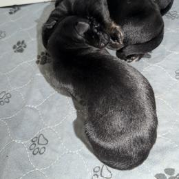 Boy 2 - Black and tan male German Shepherd puppy in Grantsville, Utah from Vom Haus Denfors K9 - Working German Shepherds