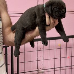 Turquoise - Gray brindle female Cane Corso puppy in Pollock Pines, California from Capitol City Cane Corso