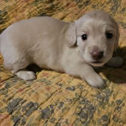 Solita - Cream female Dachshund puppy in Lebanon, Oregon from Willow Moons Dachshunds