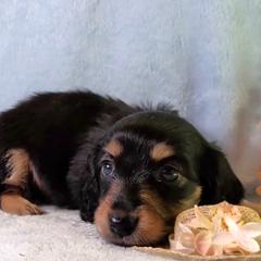 Girl 1 - Black and cream female Dachshund puppy in Mt. Sterling, Illinois from Doxie Do's