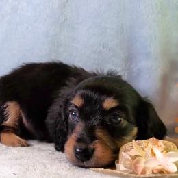 Girl 1 - Black and cream female Dachshund puppy in Mt. Sterling, Illinois from Doxie Do's