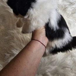 Jordy - Blue and white male Shih Tzu puppy in Lone Tree, Iowa from Prairie Creek Puppies