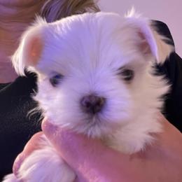 AKC Male 1 - White male Maltese puppy in Wilson, New York from Maltese By Valerie