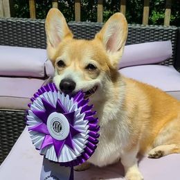 Pembroke Welsh Corgis from Catalyst