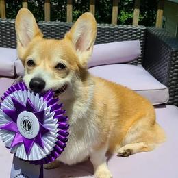 Pembroke Welsh Corgis from Catalyst