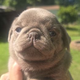 Chewbacca - Silver male Pug puppy in Boiling Springs, South Carolina from Monsterpugs