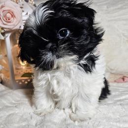 Chester - Black and white male Shih Tzu puppy in Tucson, Arizona from Dollface Shih Tzu