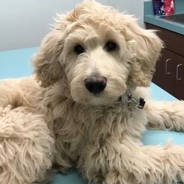 Bernedoodle and Goldendoodle Puppies from Greatly Graced Southern Doodles
