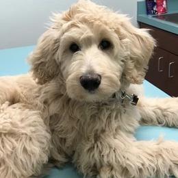 Bernedoodle and Goldendoodle Puppies from Greatly Graced Southern Doodles