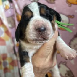 George - Black brown and white male Basset Hound puppy in Manton, Michigan from BeckysBassets