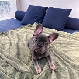 Hammy - Tricolors female French Bulldog puppy in Miami, Florida from Kehaulani's French Bulldogs
