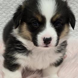 ARLO - Black and tan male Pembroke Welsh Corgi puppy in Walker, Iowa from Double K Corgis