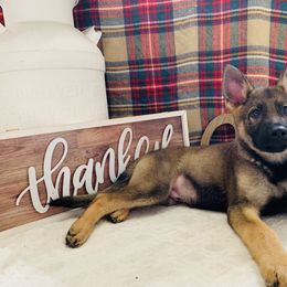 German Shepherd All Grown Up from Angel Oak German Shepherds