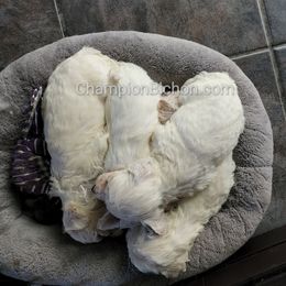 Bichon Frise Puppies from Champion Bichon