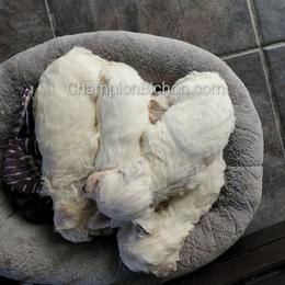 Bichon Frise Puppies from Champion Bichon
