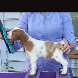 Pink girl - Orange and white female Brittany puppy in Mertztown, Pennsylvania from Whispering Hills Gun Dogs