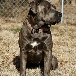 Berry - Gray brindle female Cane Corso puppy in Chestertown, Maryland from Willow Creek Cane Corsos