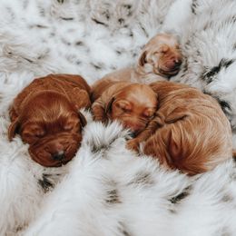 Goldendoodle Puppies from Goldendoodle Country