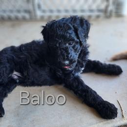 Baloo - Black male Goldendoodle puppy in Goodyear, Arizona from The Earl Dood(le)s