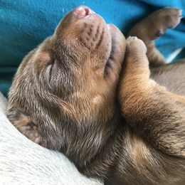 Doberman Pinscher Puppies from Marinela Stratulat