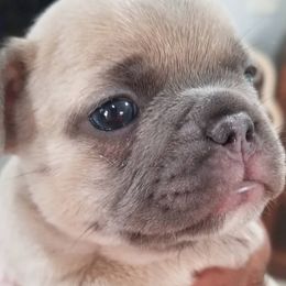 French Bulldog Puppies from Rock Island Frenchies of Texas