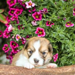Goofy - Sable male Pembroke Welsh Corgi puppy in Caliente, California from Rafter Cross 7