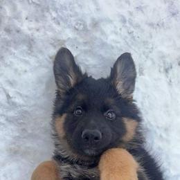 German Shepherd Puppies from Vom Wolfgang Roma Kennels