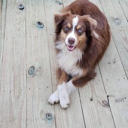 Jasmine - Australian Shepherd