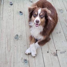 Jasmine - Australian Shepherd