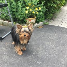 Daisy - Yorkshire Terrier