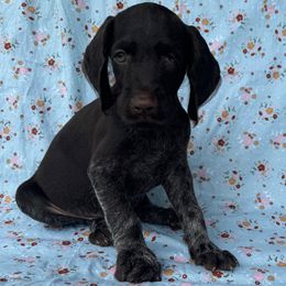 Boy 1 - Liver and white male Deutsch-Drahthaar puppy in Galax, Virginia from Dells  Dachshund’s