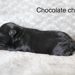 Chocolate Chip - Black male Miniature Schnauzer puppy in Tremonton, Utah from Rocky Mountain Schnauzer