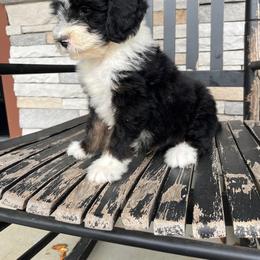 Archie - Tri-color male Bernedoodle puppy in Holtwood, Pennsylvania from Country Ridge Puppies