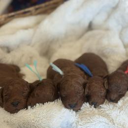 Goldendoodle Puppies from Daisy Doodles