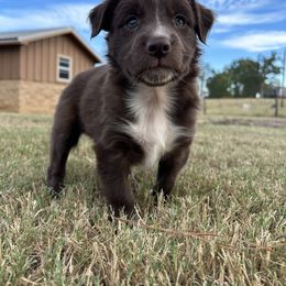Nibbles (Boy 2) - Australian Shepherd puppy from H3 Aussies