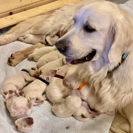 Golden Retriever and Jack Russell Terrier Puppies from Shelby Burleson's Golden Retrievers and Jack Russell Terriers