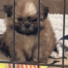 Shih Tzu Puppies from Staci Fidler